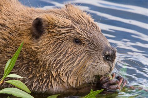 Wetland Mammals – Beavers