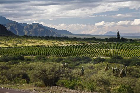 Wine Wednesdays: Exploring Argentine Malbec - DIVINE