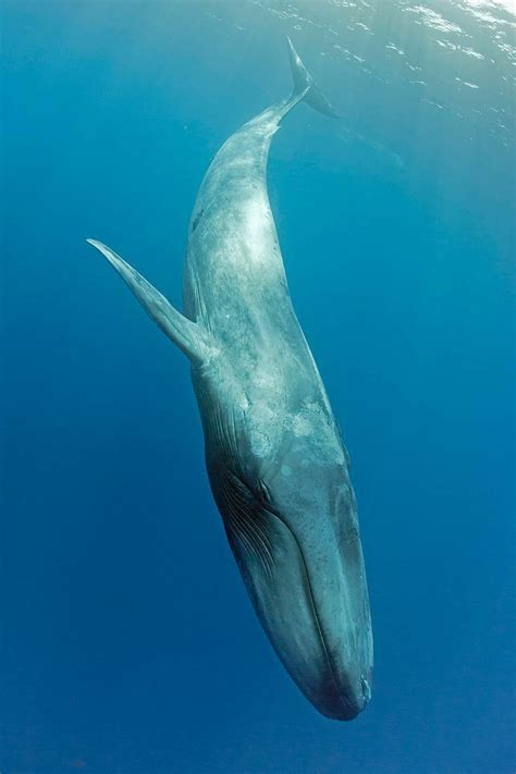 Underwater Creatures, Ocean Creatures, Water Animals, Aquatic Animals, Blue Whale Pictures, Orca ...