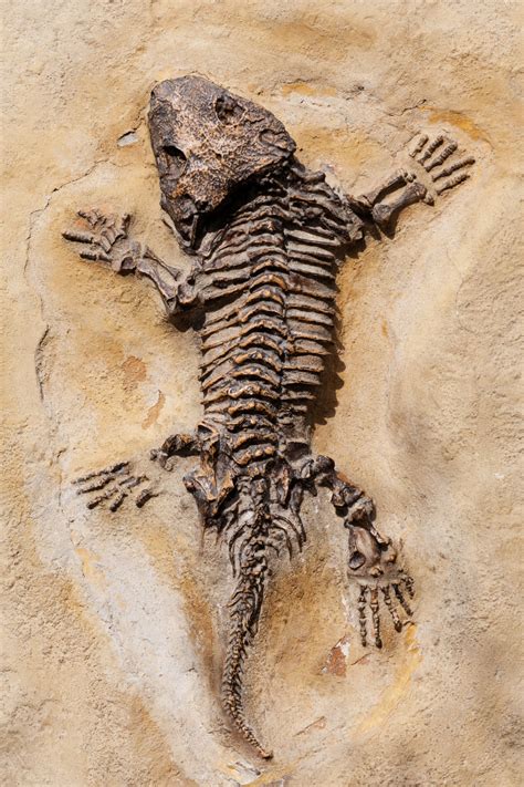 Prehistoric Fossil Free Stock Photo - Public Domain Pictures