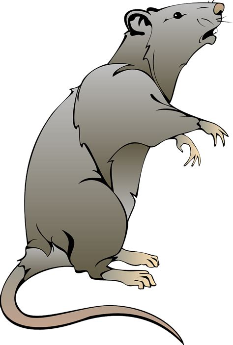 Rat Mouse Clip art - rat png download - 863*1280 - Free Transparent Rat ...