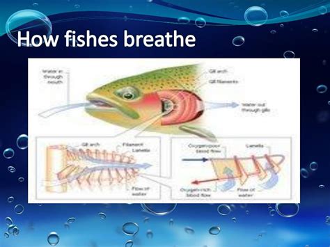 PPT - The Rate of Operculum Movement of the Fish in Terms of Temperature and Detergent Solution ...