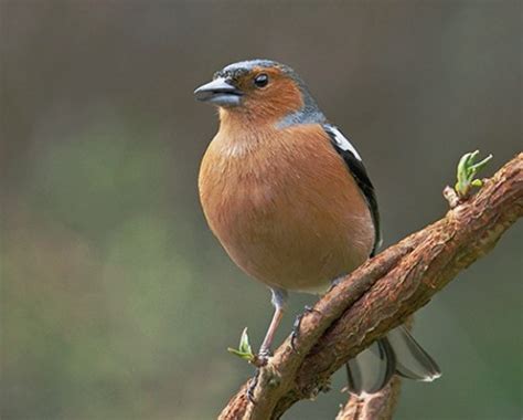 Chaffinch Fact File - British Garden Wild Bird - Peckamix