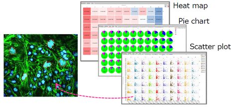 CellPathfinder,High Content Analysis Software,Confocal High Content Imaging