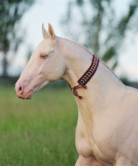 Мирас - Конный завод Dacor Miras - cremello stallion, Posman line, born in 2002 at DACOR stud ...