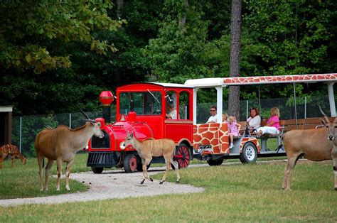 How to Do the Metro Richmond Zoo with Kids (in Just Two Hours)