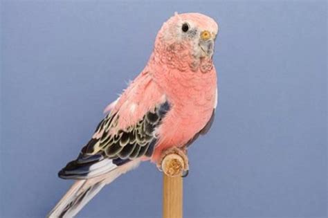 Differences Between Male & Female Rosy Bourke's Parakeets | Cuteness