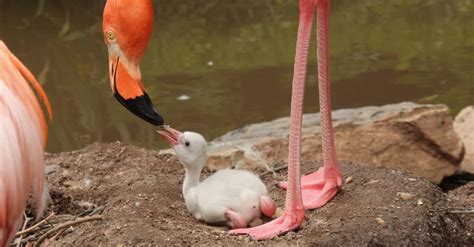 What's the Lesser Flamingo's Name + 4 More Amazing Facts! - 2023 10 Hunting