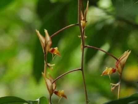 Orchids of the Amazon Rainforest - Shiripuno Amazon Lodge