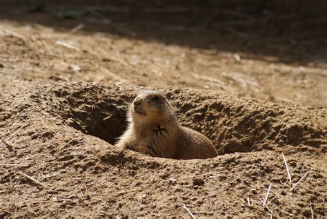 Prairie Dog Tunnel | Flickr - Photo Sharing!