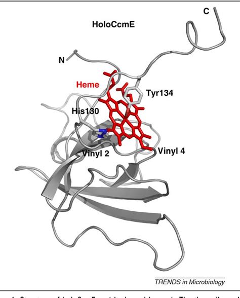 Figure 2 from Cytochrome c biogenesis: the Ccm system. | Semantic Scholar