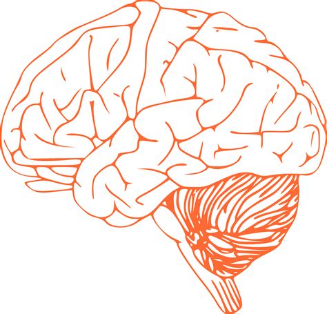 Brain Stem: Function And Parts - Science Trends