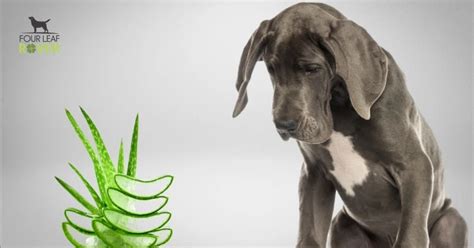 30 Can Dogs Have Aloe Vera Juice – Home