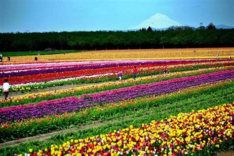 Skagit Valley Tulip Festival expects April flowers after two years of ...