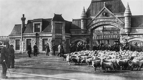 The Union Stockyards: “A Story of American Capitalism” | WTTW Chicago