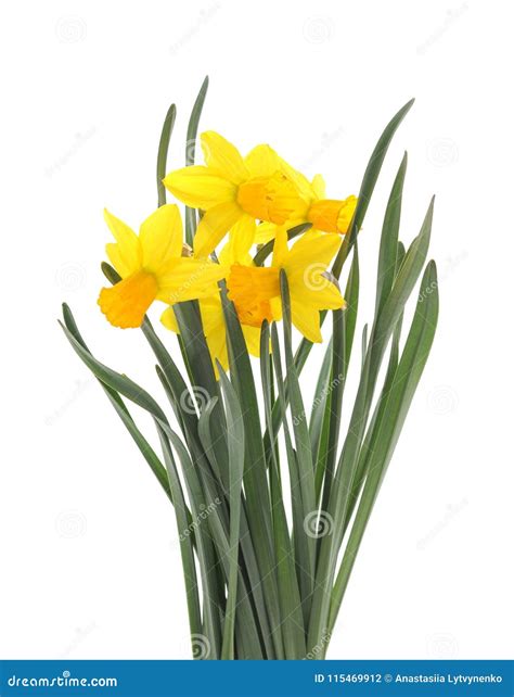 Bouquet of Yellow Daffodils. Stock Photo - Image of closeup, bright ...