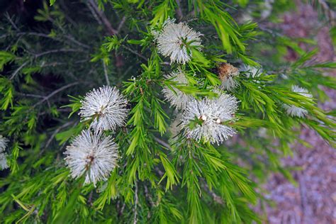 Melaleuca ericifolia, Swamp Paperbark | Family:Myrtaceae Gen… | Flickr