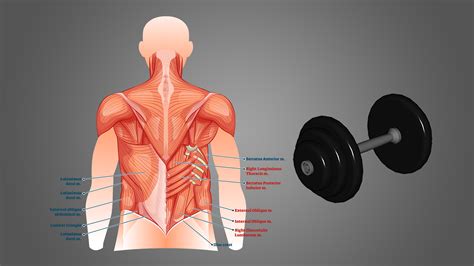 5 Best Lower Back Exercises With Dumbbells (with Workout Program ...