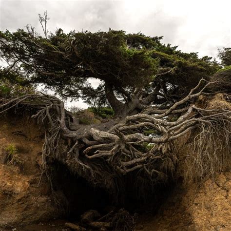 Kalaloch Tree of Life – Forks, Washington - Atlas Obscura