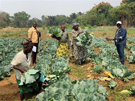 Adapting Climate Smart Agriculture approaches in agriculture production in Sierra Leone ...