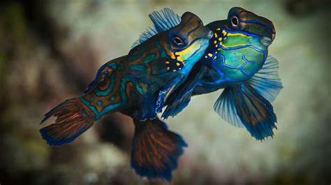 Mating Mandarin Fish underwater photos, a master class tutorial by Scott Gietler - Underwater ...