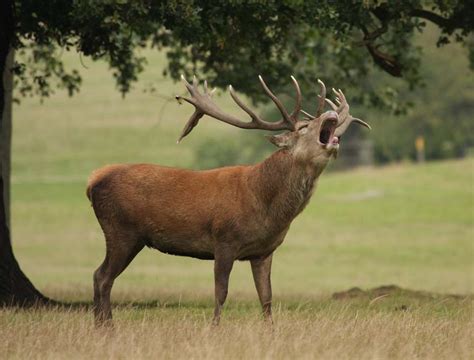 Deer o' the Irish!