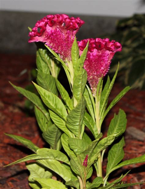 Rooster comb? | Windowsill garden, Garden, Thriving garden