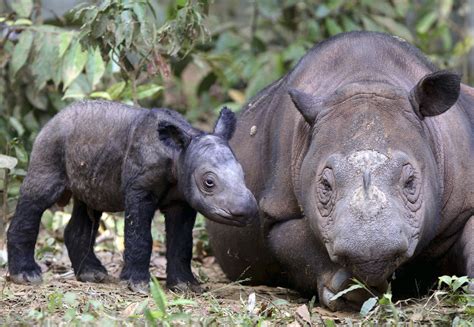 The Last Sumatran Rhino In The Western Hemisphere Is Leaving The U.S.