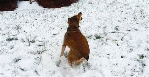 Cuánta Fauna > Perros vs nieve, la recopilación más tierna