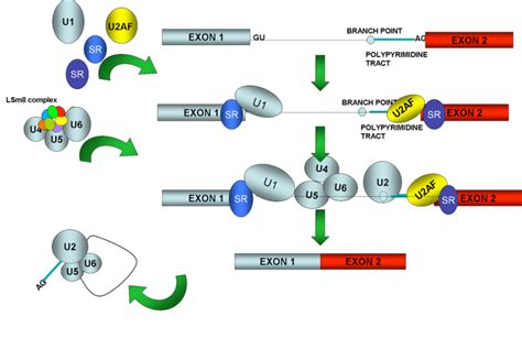 The spliceosome. Schematic diagram of the steps of spliceosome assembly... | Download Scientific ...