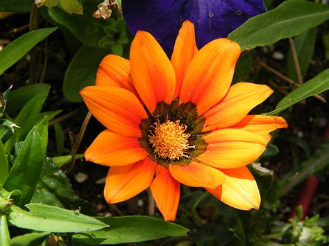 Giant Orange Daisy in the Forest Photograph by Mary Sedivy | Pixels