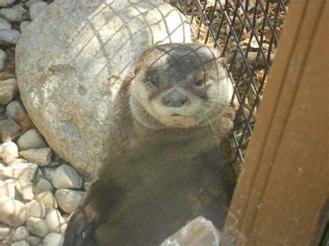 Green Bay Wild Life Sanctuary | Wildlife, Green bay, Sanctuary