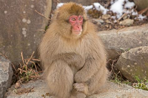 Jigokudani Snow Monkey Youth Photograph by Natural Focal Point Photography - Fine Art America