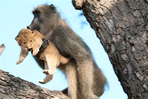 Male Baboon Seen Carrying and Grooming Lion Cub in Rare Occurrence