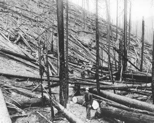 Aftermath of the 1910 Fires | 99-607 RH McKay, Coeur d’Alene… | Flickr