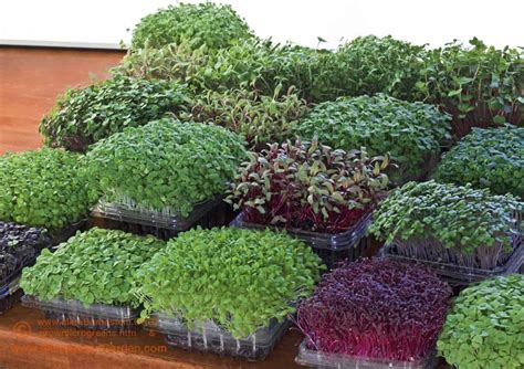 Micro Gardening: How To Grow Your Own Micro Garden In 10 Steps