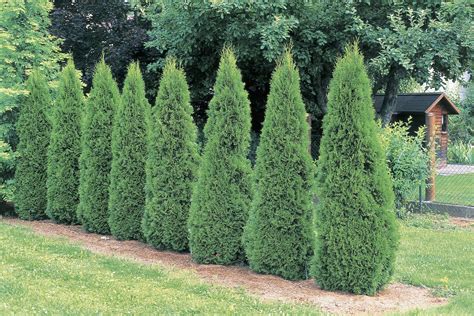 'Emerald Green' Arborvitae: Care and Growing Guide