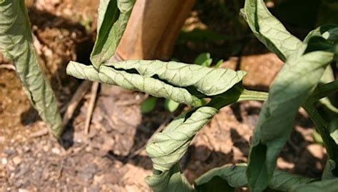 Tomato Leaf Curl | Garden Pests & Diseases | Gardening Tips | Thompson ...