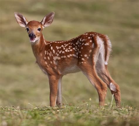 fawn, white-tailed deer, Odocoileus virginianus, | Flickr - Photo Sharing!