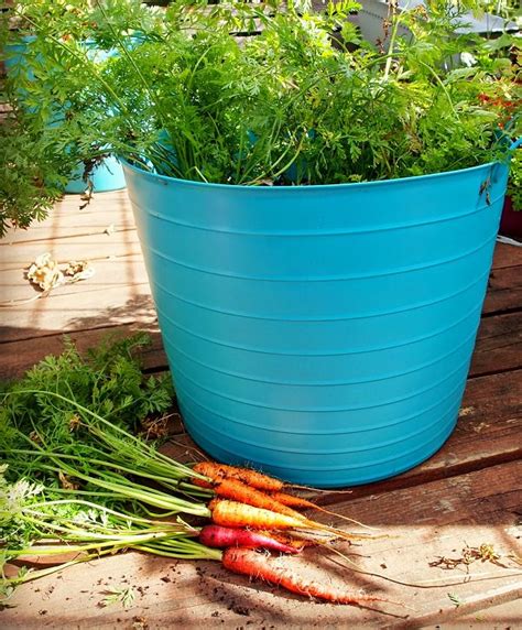 Growing Carrots In Containers: How To Grow Carrots In Pots | Balcony Garden Web