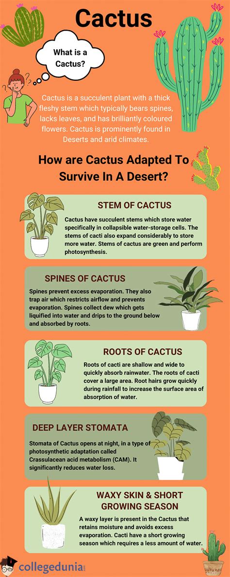 How are Cactus Adapted to Survive in a Desert?