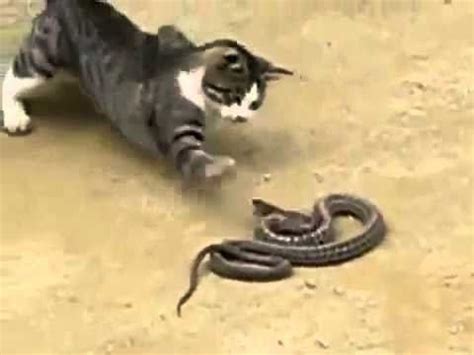 Cat Vs King Cobra - Cat Vs Cobra Snake Fight | Venomous animals, Cats, Animal attack