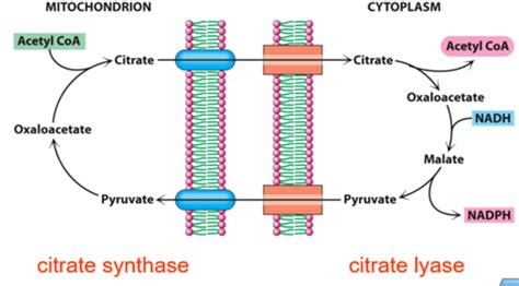 BIOL 201 Lecture 18 Lipid Synthesis Flashcards | Quizlet