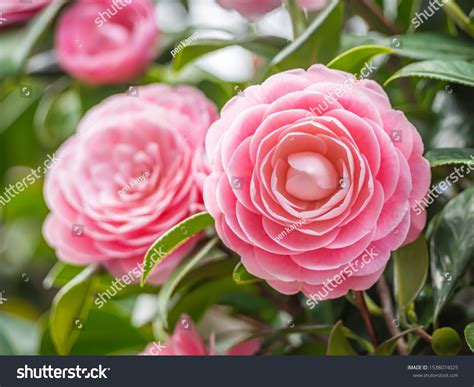 25,391 Pink Camellia Images, Stock Photos & Vectors | Shutterstock