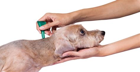 How to Get Rid of Dog Fleas (Vet's Advice) - New Pup