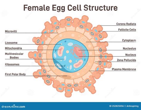 Human Female Egg Diagram