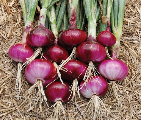 Onion - Red Baron RED BARON (200 seeds) Select Seeds