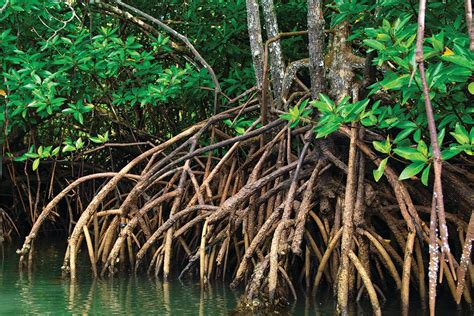 Mangroves Are Powerful Coastal Guardians | Sarasota Magazine