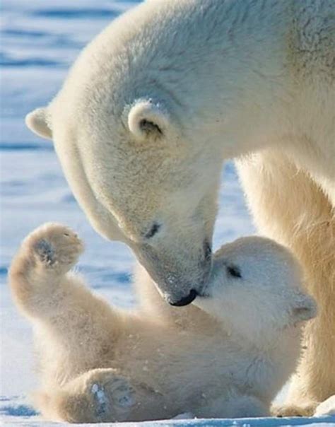 Pin by Pooh Kusuma on Polar bear | Animals, Animals beautiful, Polar bear