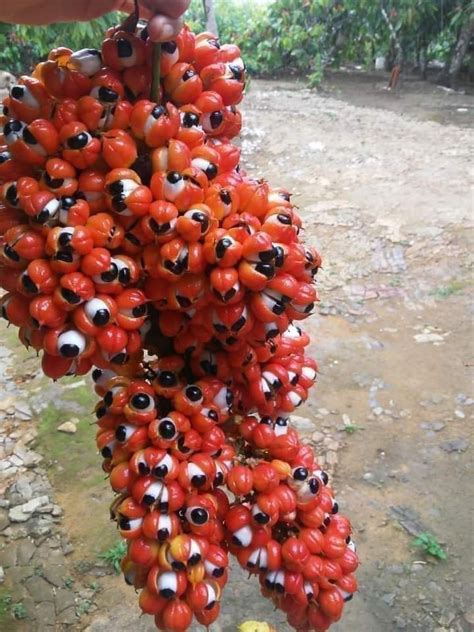 Apparantly a species of guarana plant looks like a large cluster of eyeballs : r/trypophilia